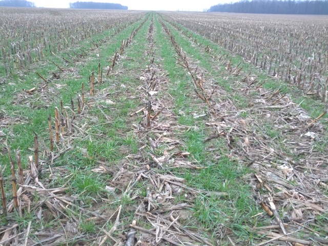 Ryegrass looking good.  I think we can get a thicker stand by seeding earlier next time.